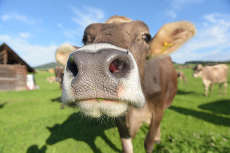 Projekt Alp  Krisenintervention und Suchttherapie